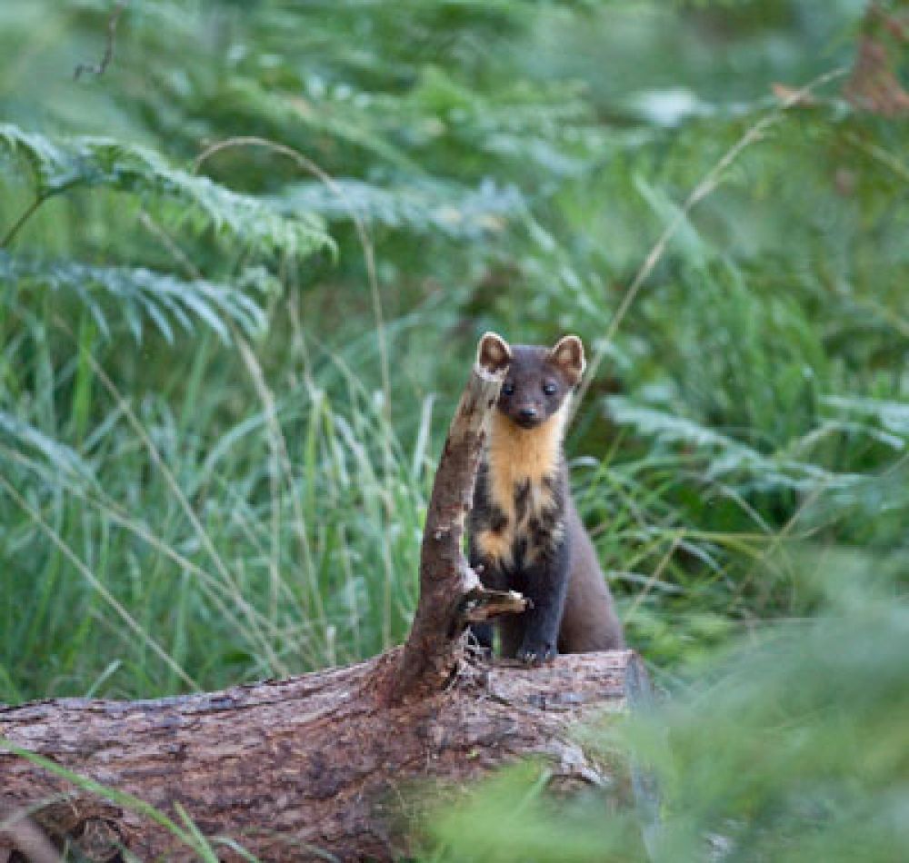 peeping-pine-marten-large.jpg