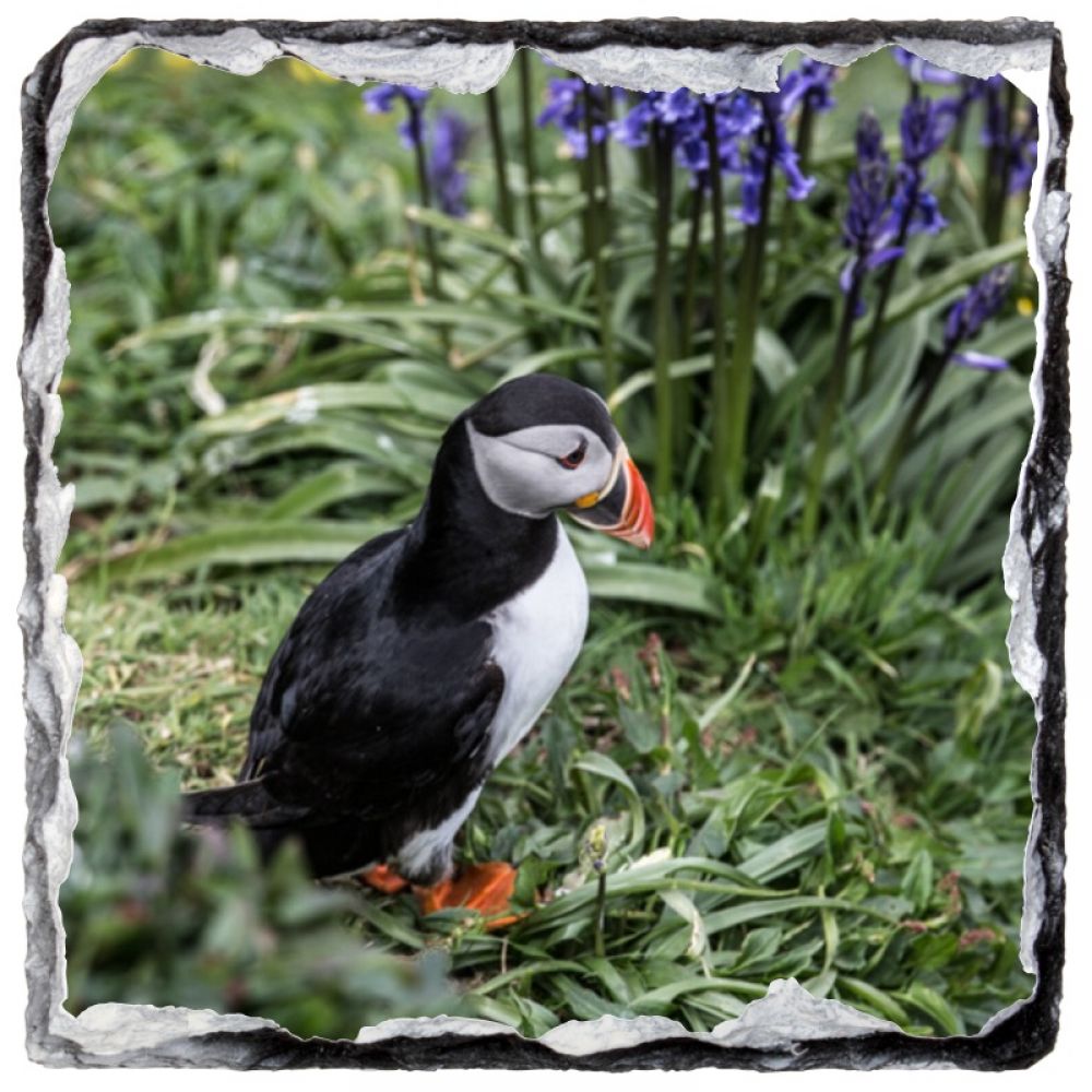 Puffin 2 slate coaster.jpg