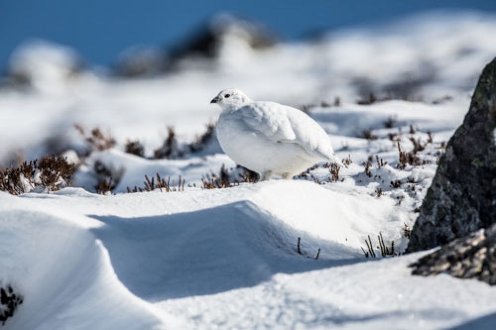 ptarmigan-winter-plumage-two-large.jpg