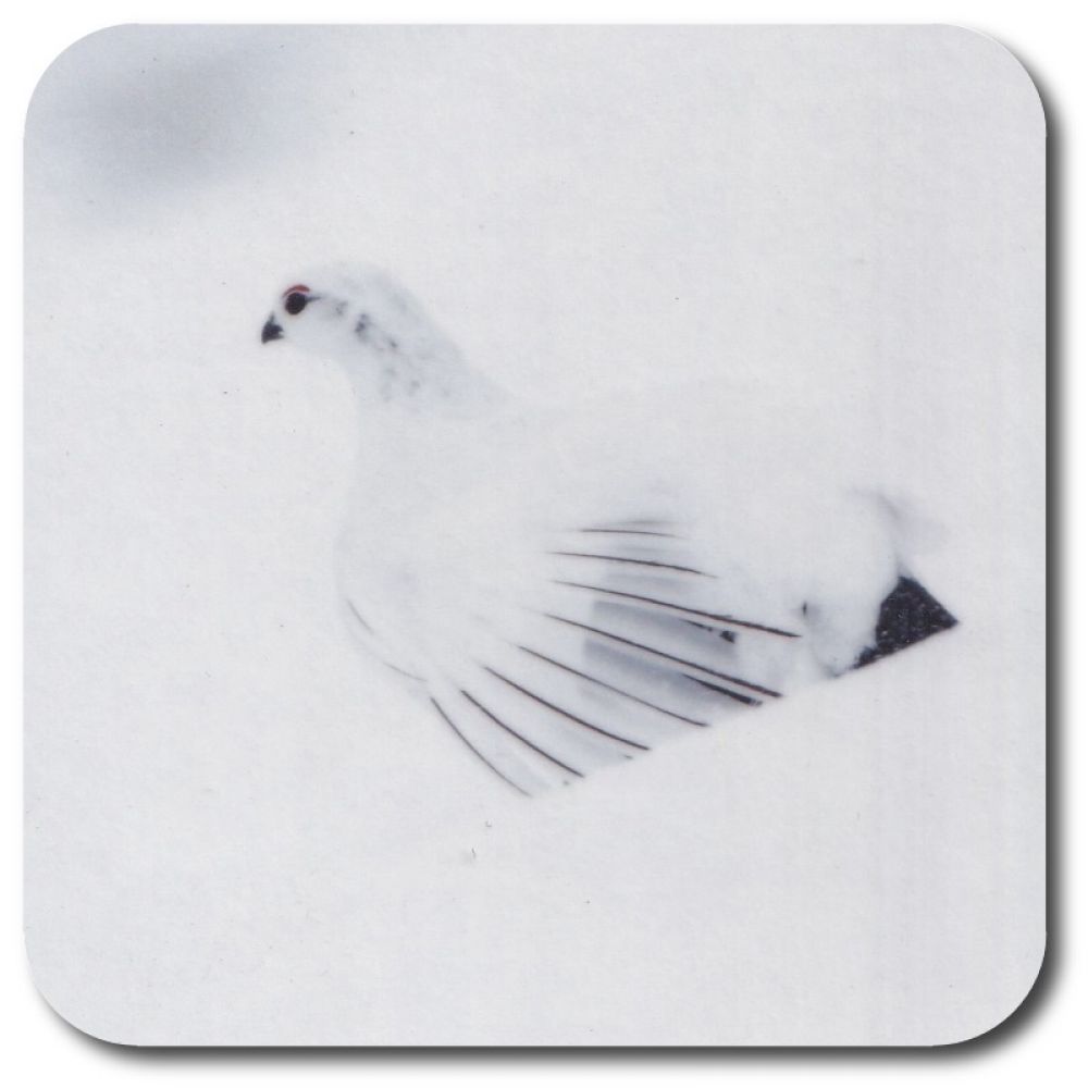 Ptarmigan 9.9 x 9.9 coaster.jpg