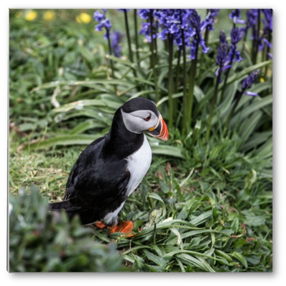 Puffin 2 glass coaster.jpg