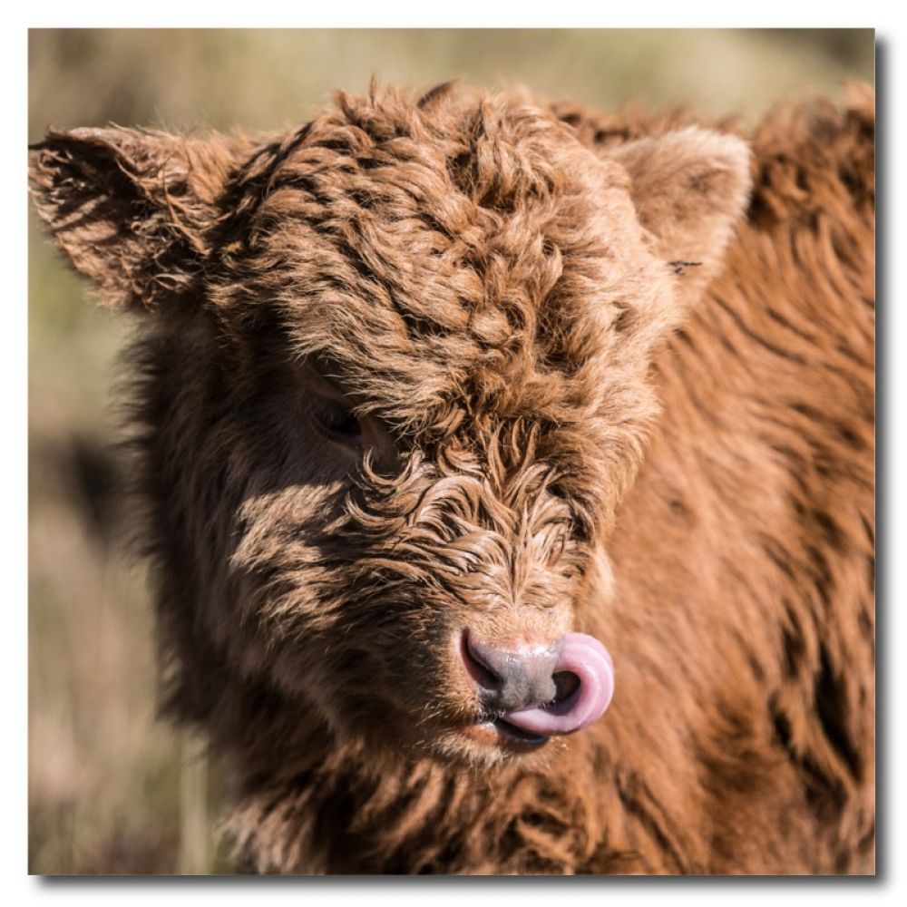 Highland Calf 2 10 x 10 MDF.jpg