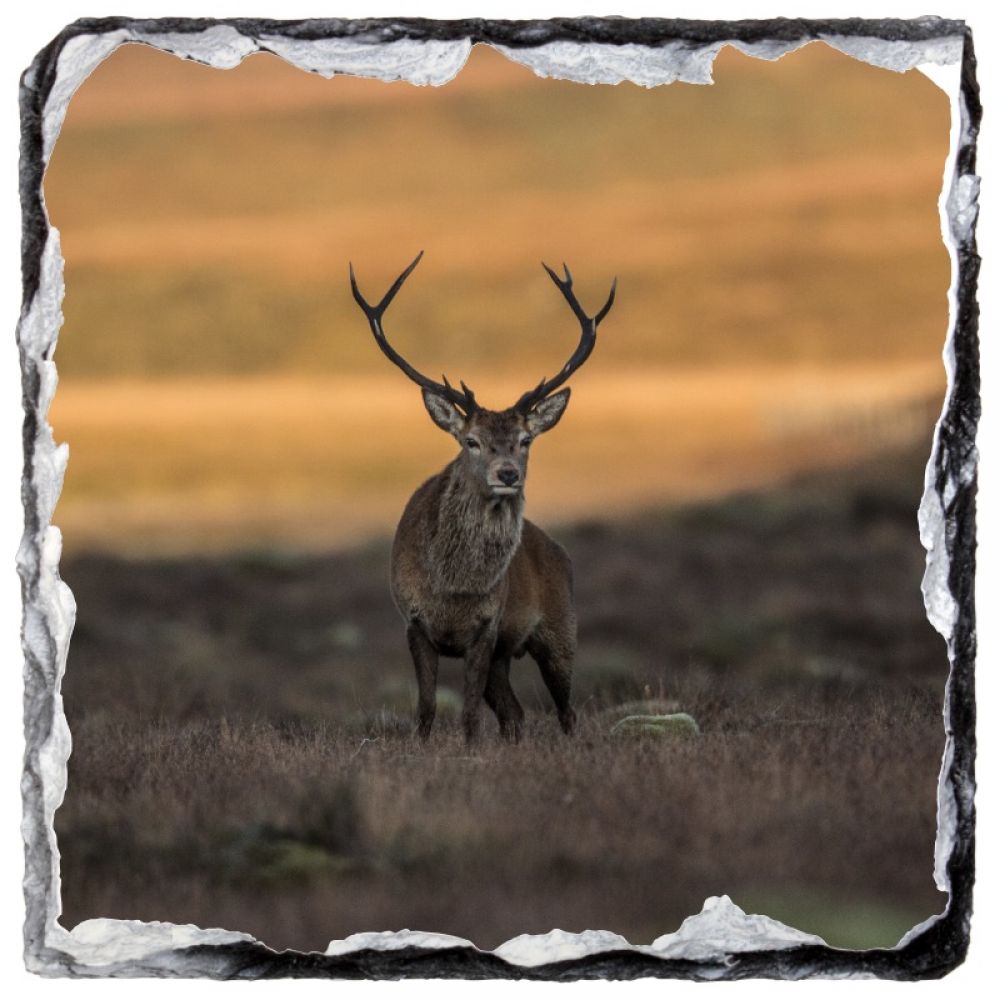 Red stag 2 9 x 9.jpg