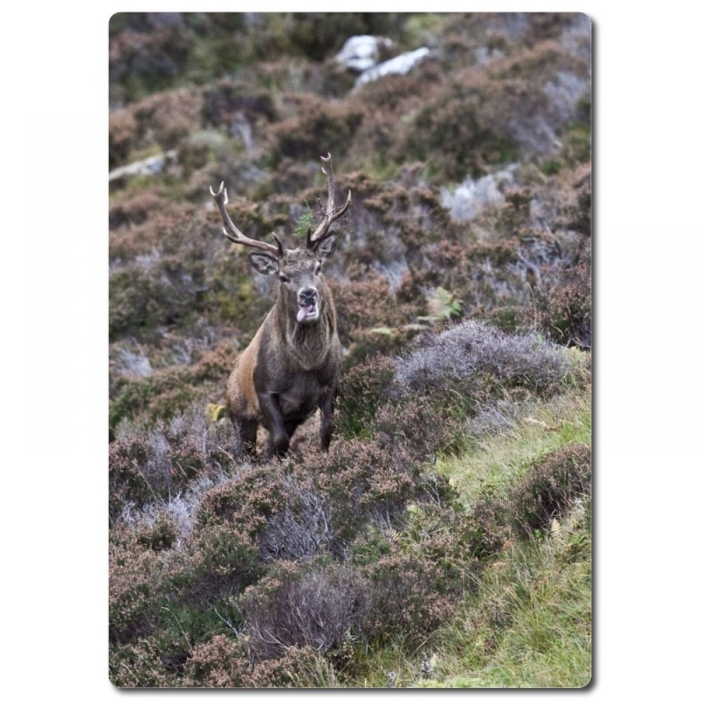 Red stag 9 aluminium.jpg