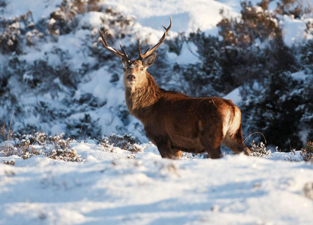 snowy-stag-large.jpg