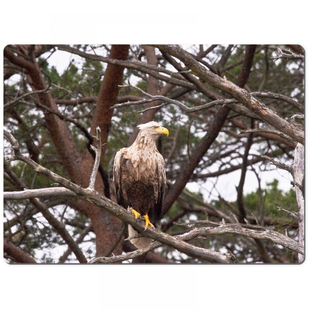 Sea Eagle 1 chopping board.jpg