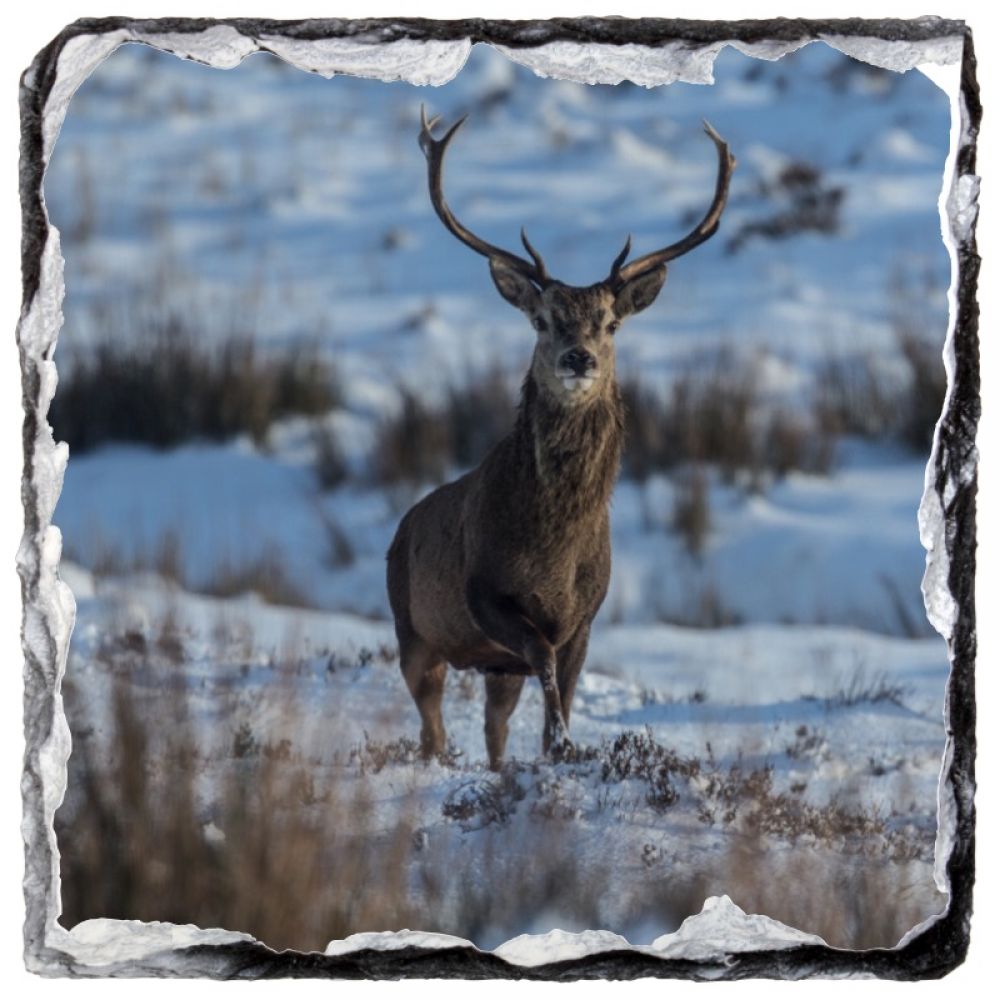 Red stag 1 9 x9 slate.jpg