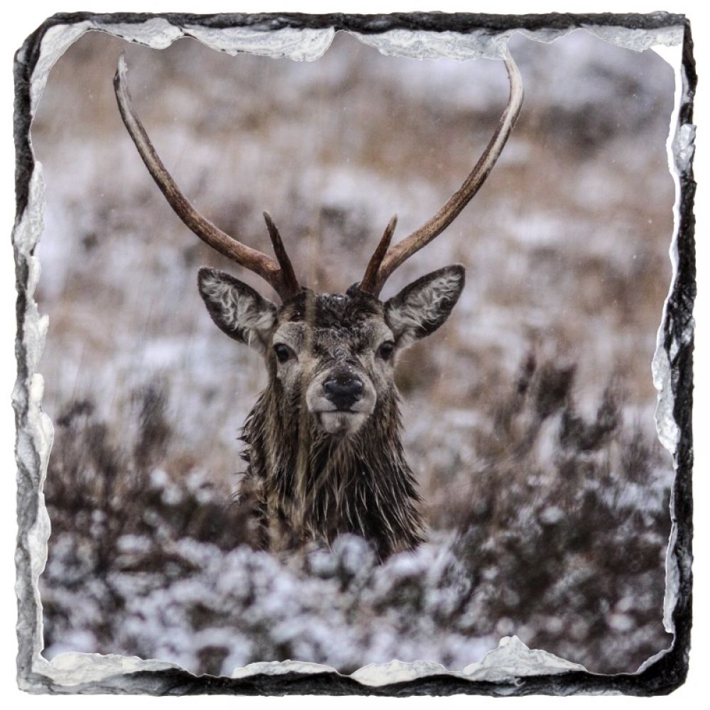 Red stag 20 9 x9.jpg