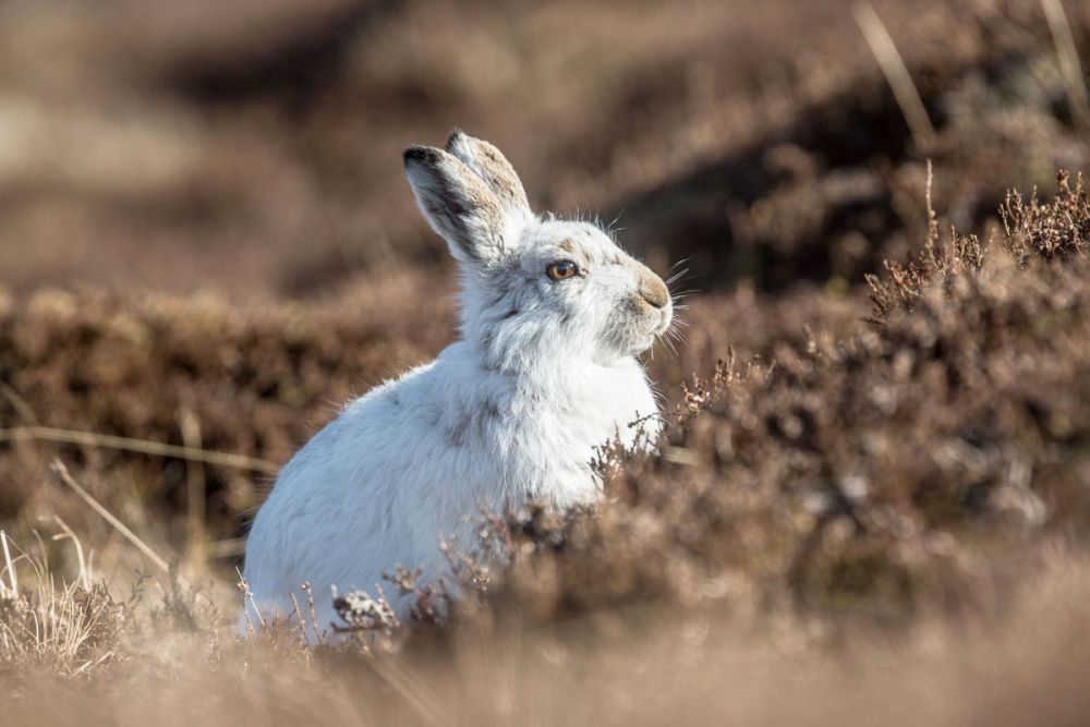 mountain-hare-three-large.jpg