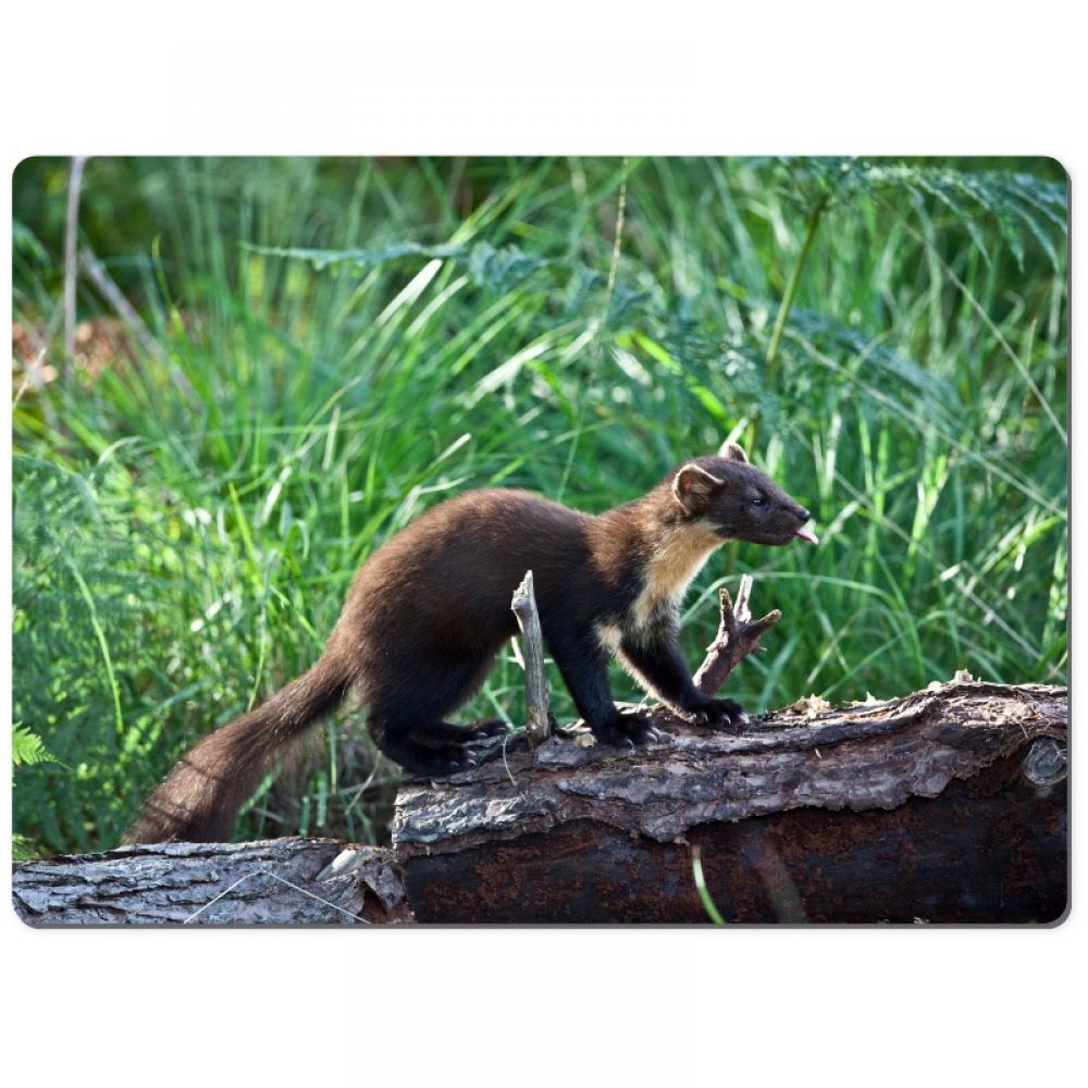 Pine marten 2 chopping board.jpg