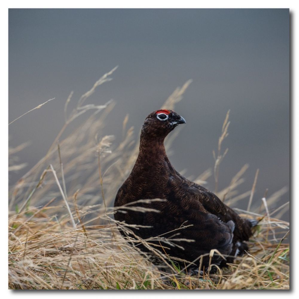 Red grouse 1 matt coaster.jpg