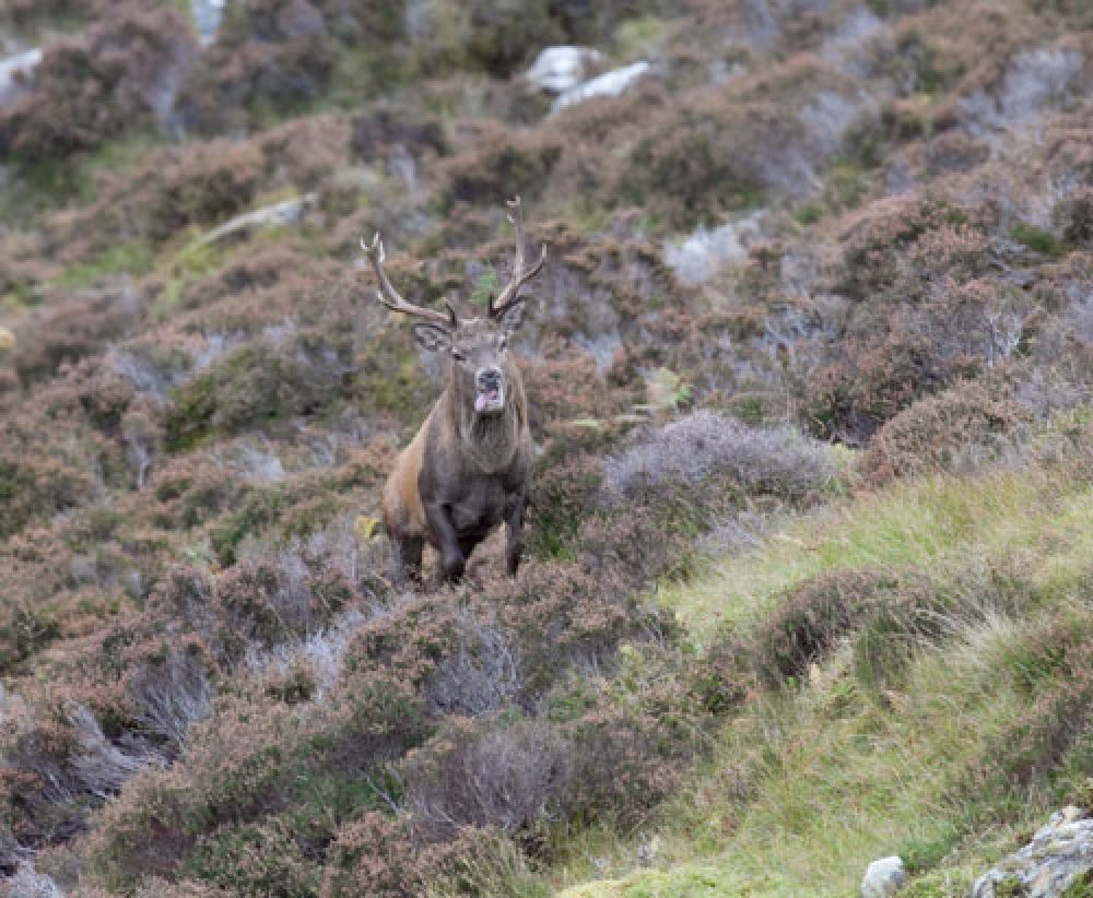 menacing-red-stag-card-large.jpg