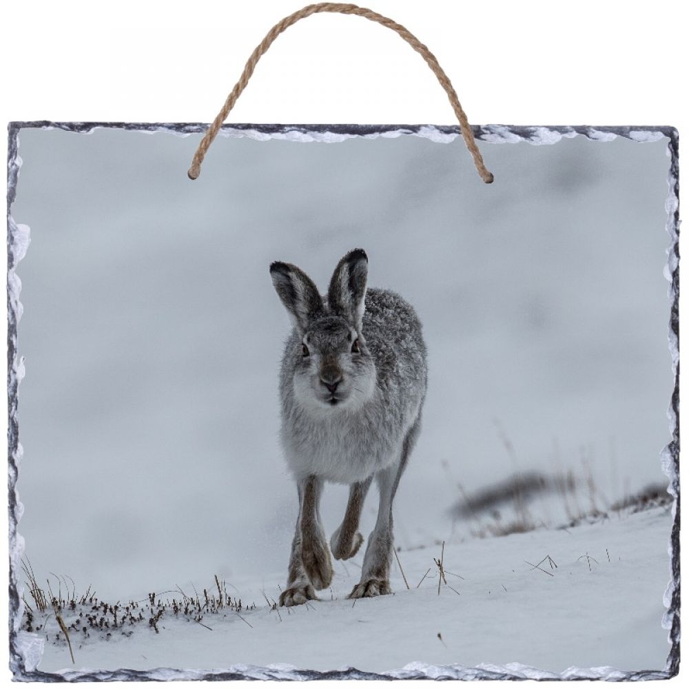 Mountain hare 1 30 x 25 hanging slate.jpg