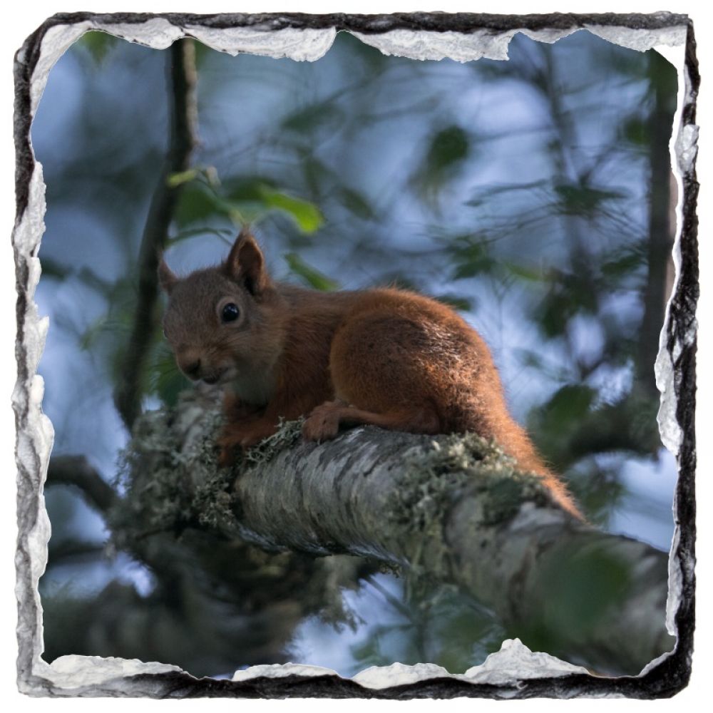 Red squirrel 6 for slate coaster.jpg