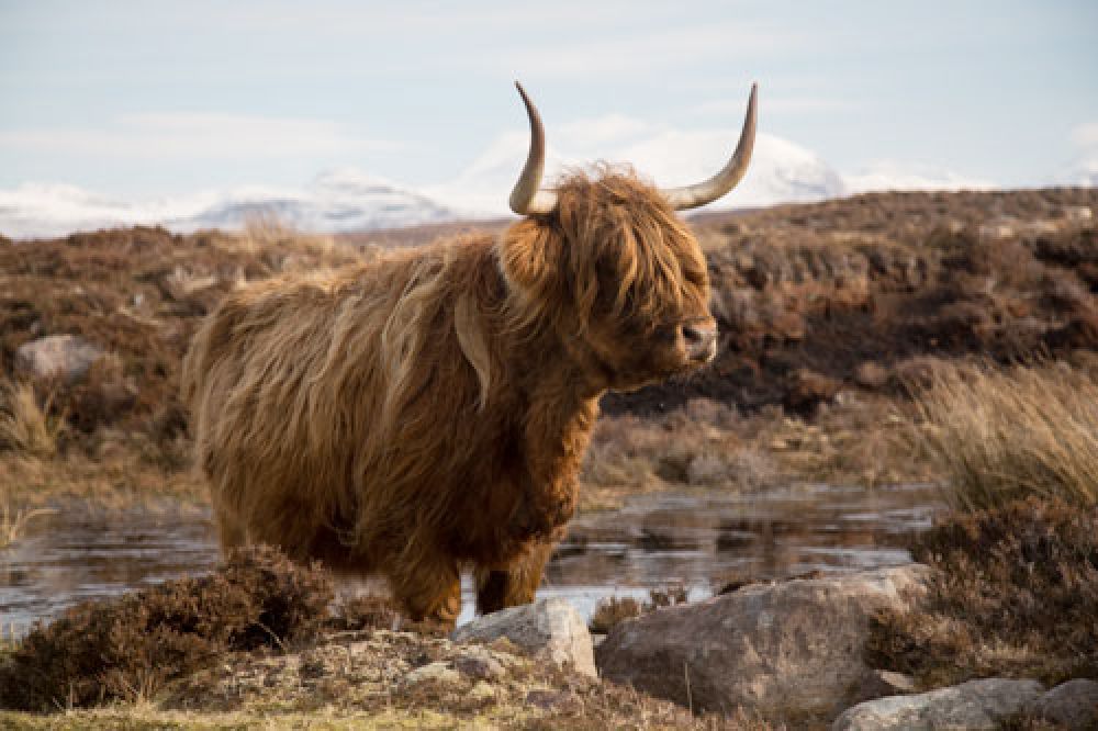 highland-cow-surveying-large.jpg