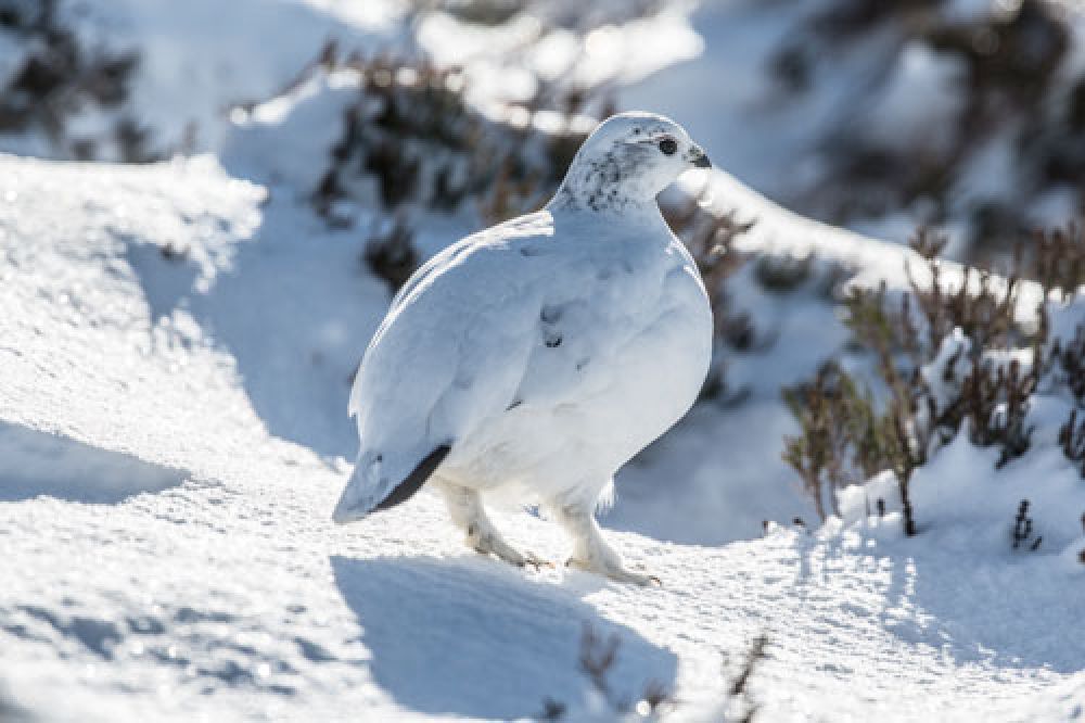 ptarmigan-winter-plumage-large.jpg