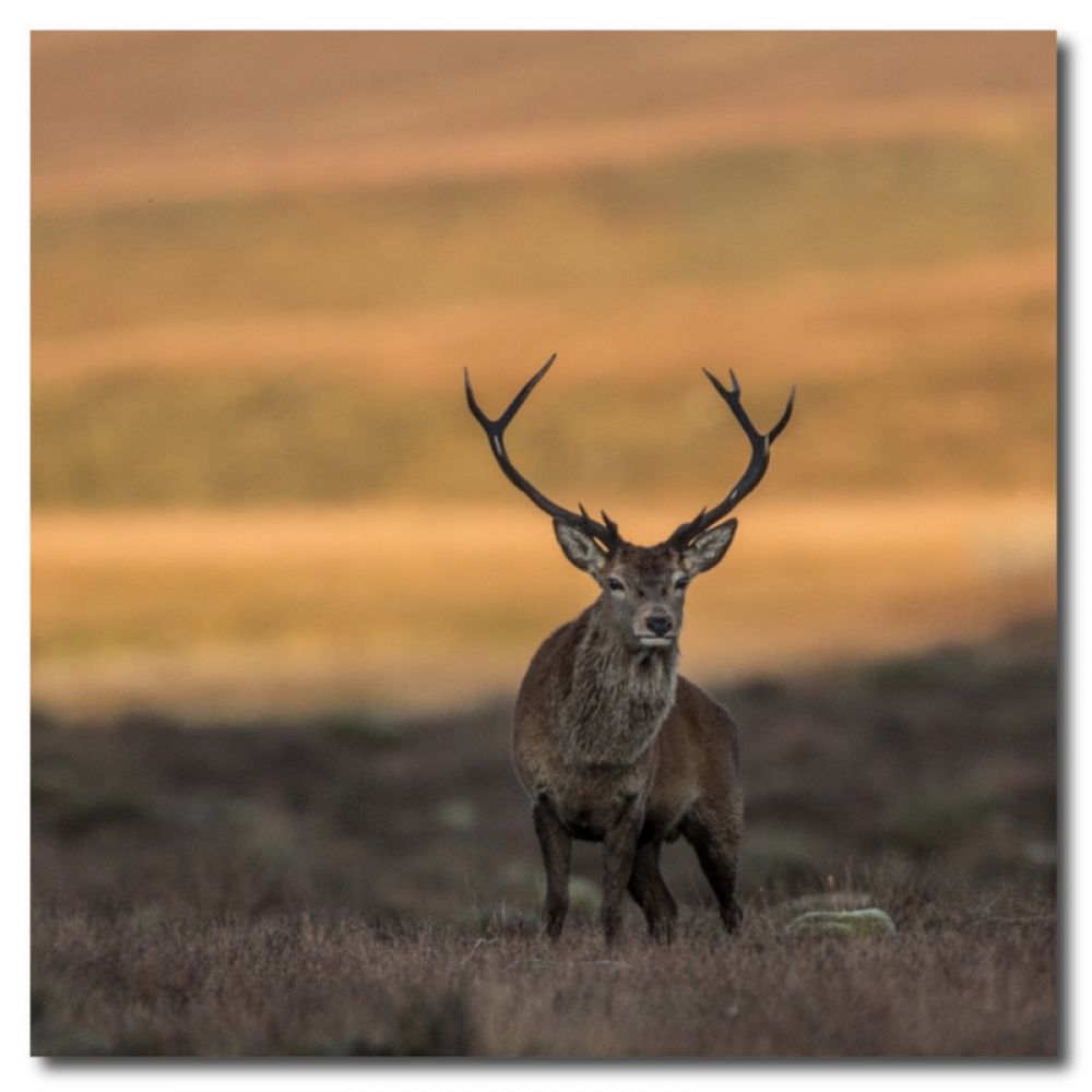 Red stag 2 matt coaster.jpg