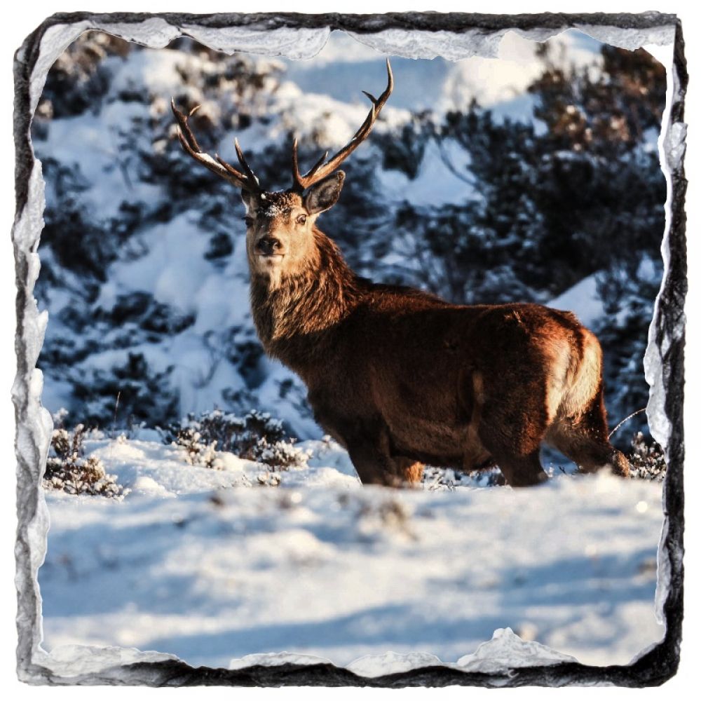 Red stag 8  10 x 10.jpg