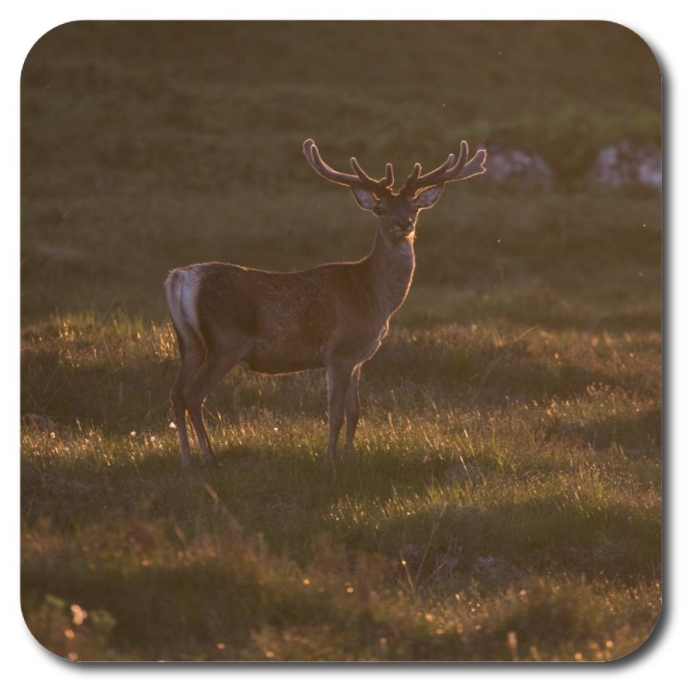 Red stag 37 10 x 10 MDF coaster for web.jpg