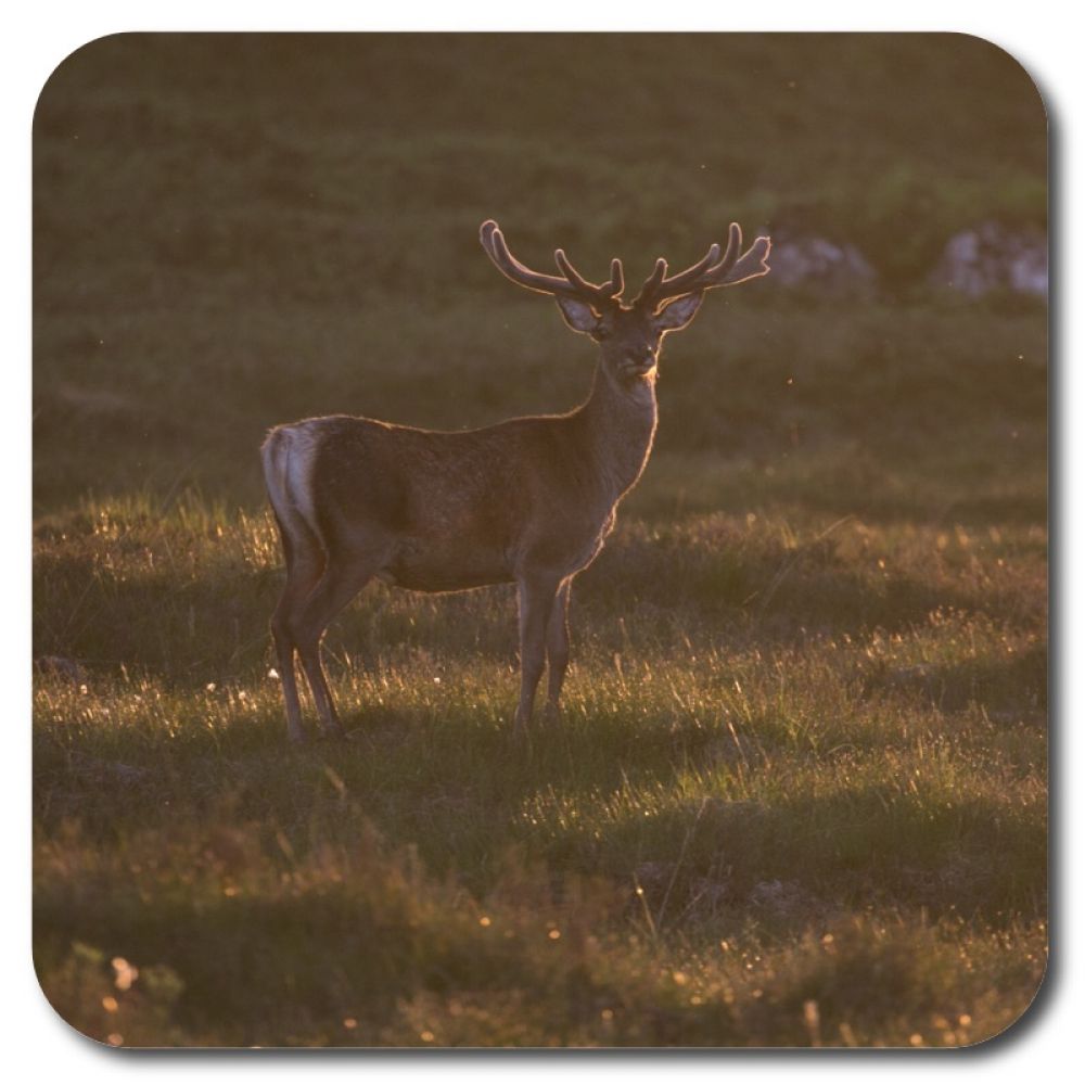 Red stag 37 10 x 10 MDF coaster for web.jpg
