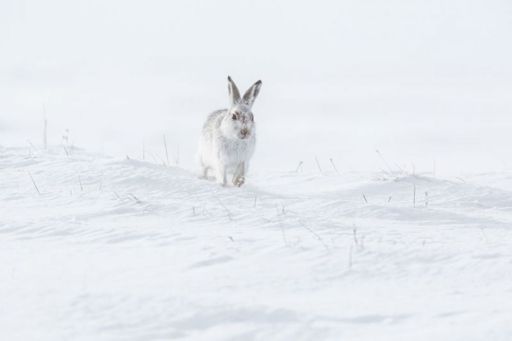 mountain-hare-four-feb-large.jpg
