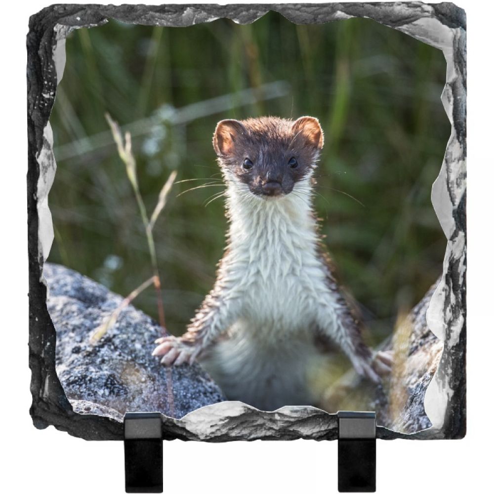 Weasel 1 20 x 20.jpg