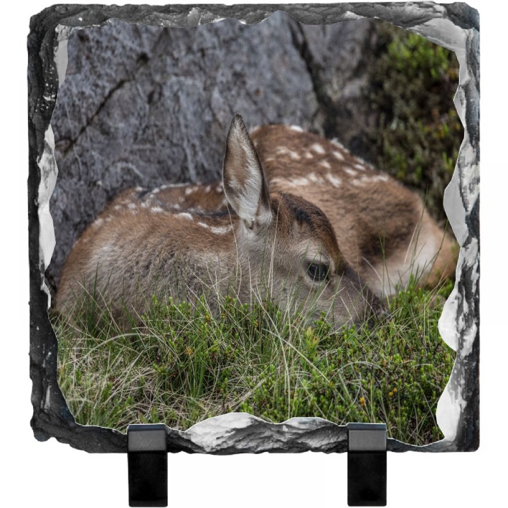 red deer calf 1.jpg