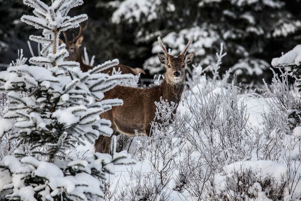 young-red-stag-card-large.jpg