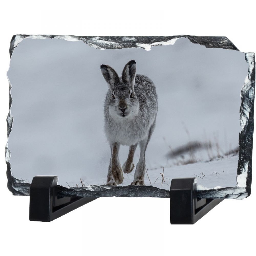 Mountain hare 1 30 x 20.jpg