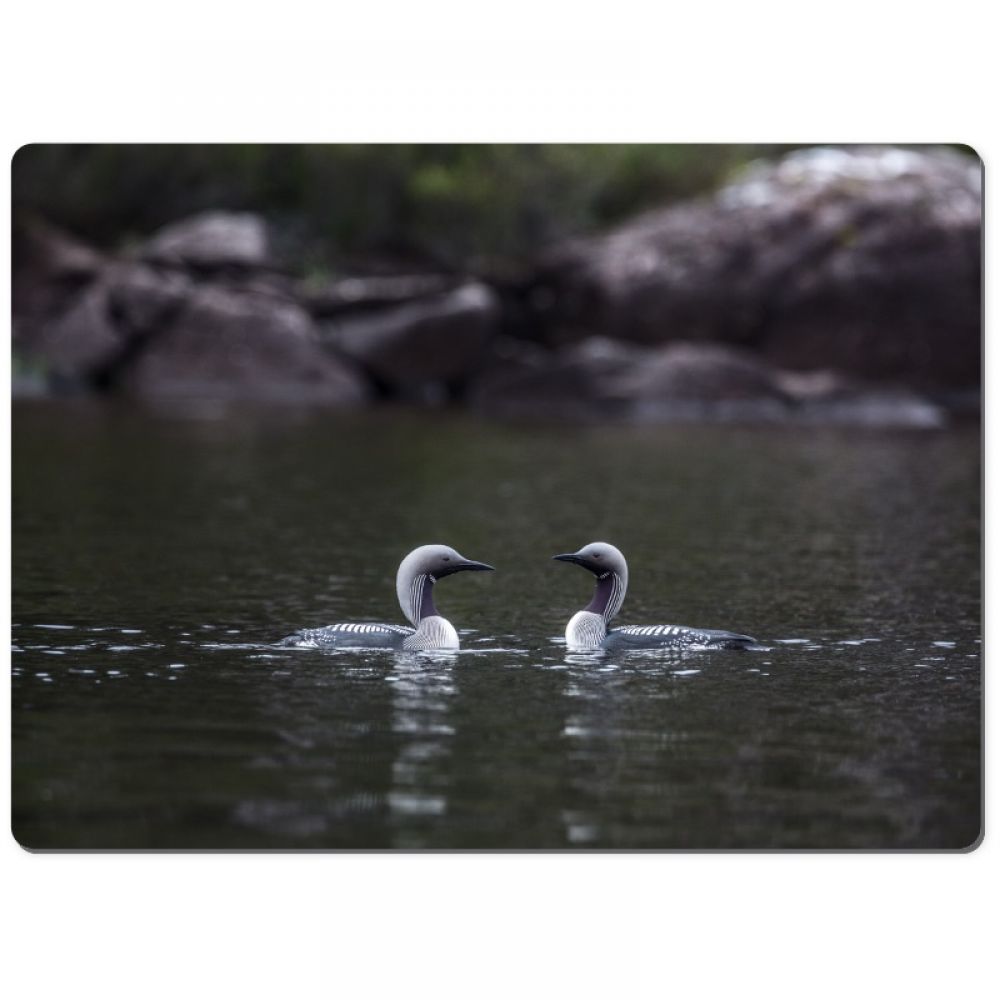 Black throated divers 2 chopping board.jpg