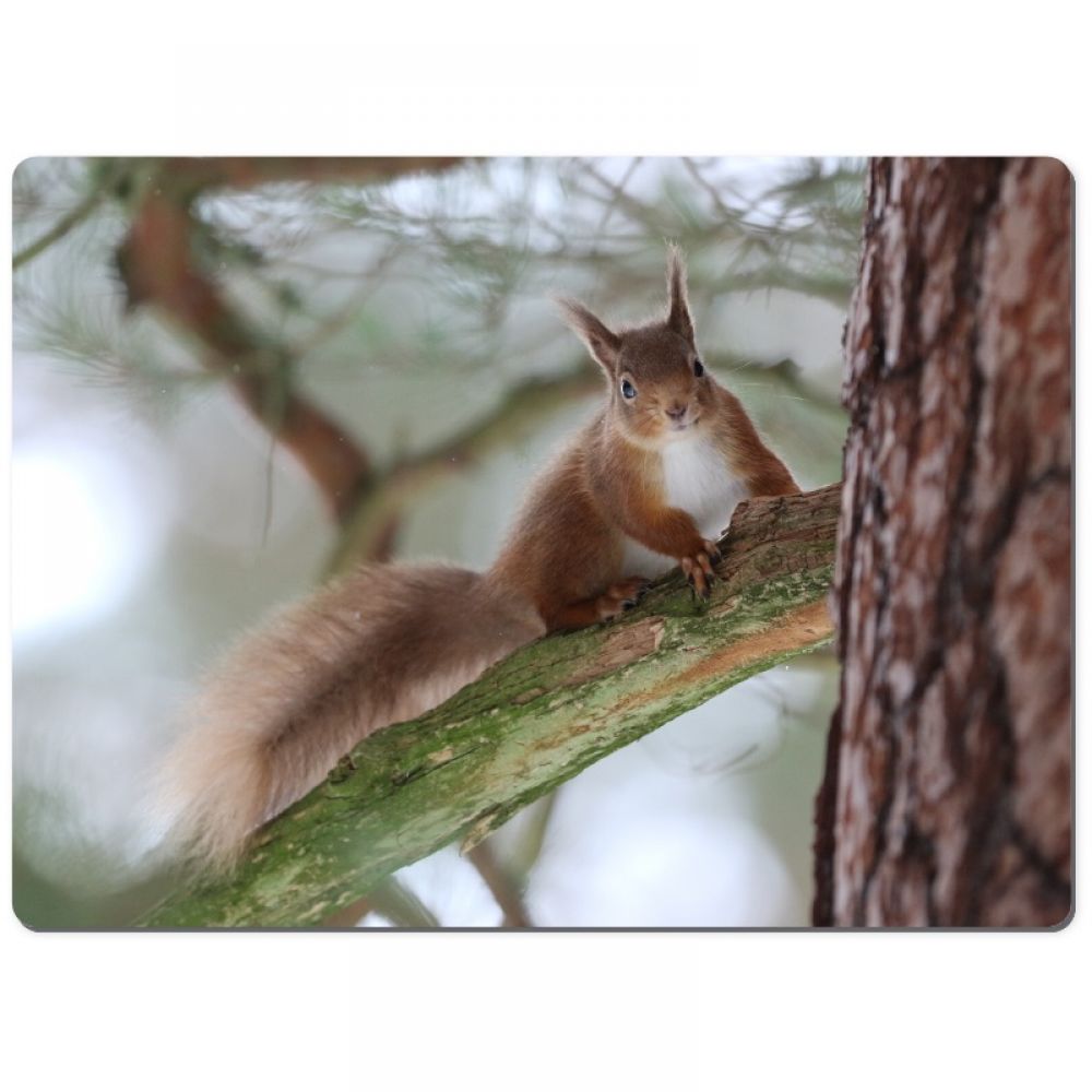 Squirrel 1 chopping board.jpg