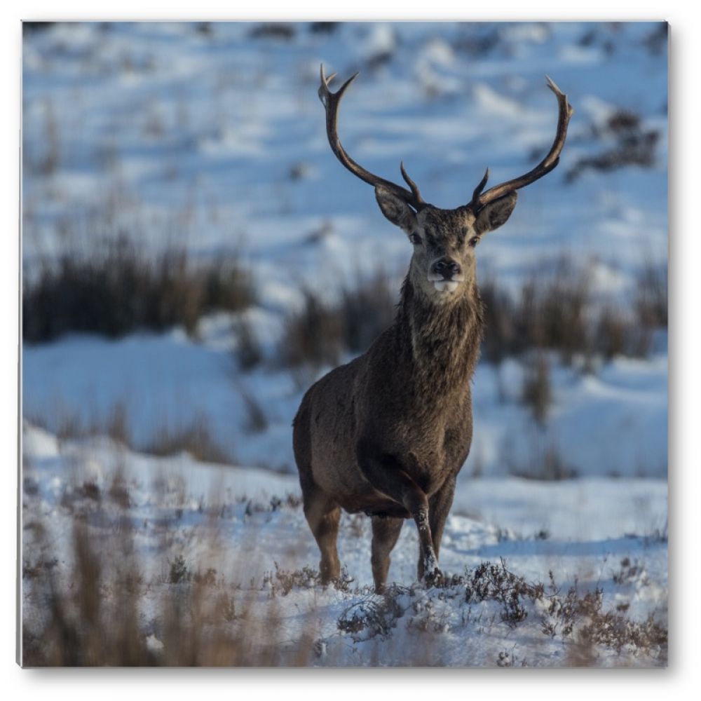 Red stag 1 glass coaster.jpg