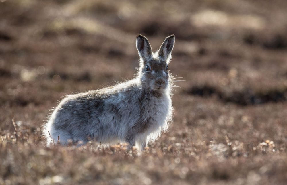 Mountain-Hare-one-large.jpg