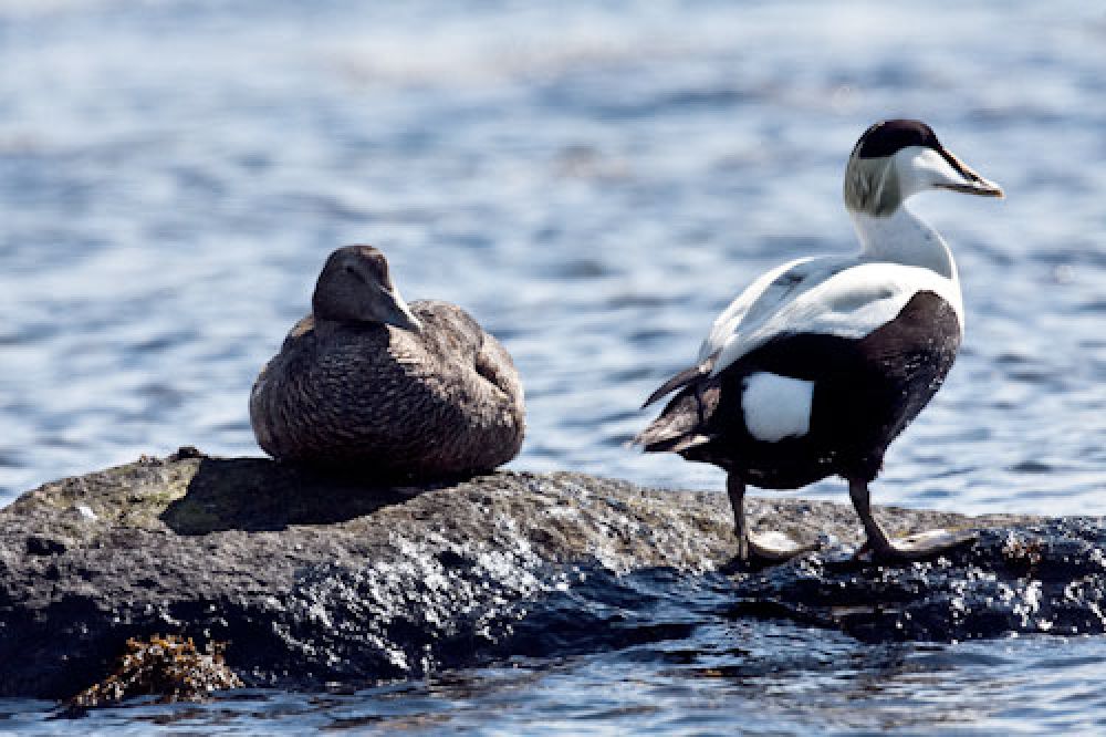 eider-duck-card-large.jpg