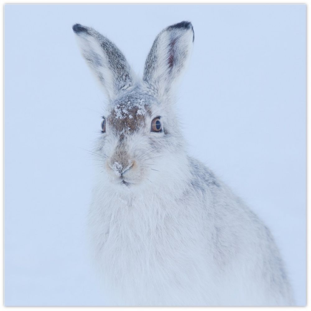 Mountain hare 3 10 x 10 glass coaster.jpg