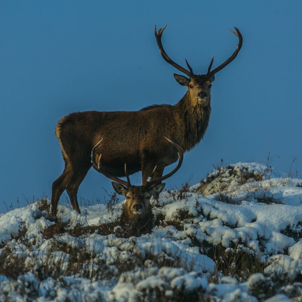 Red stag 49 10 x 10.jpg