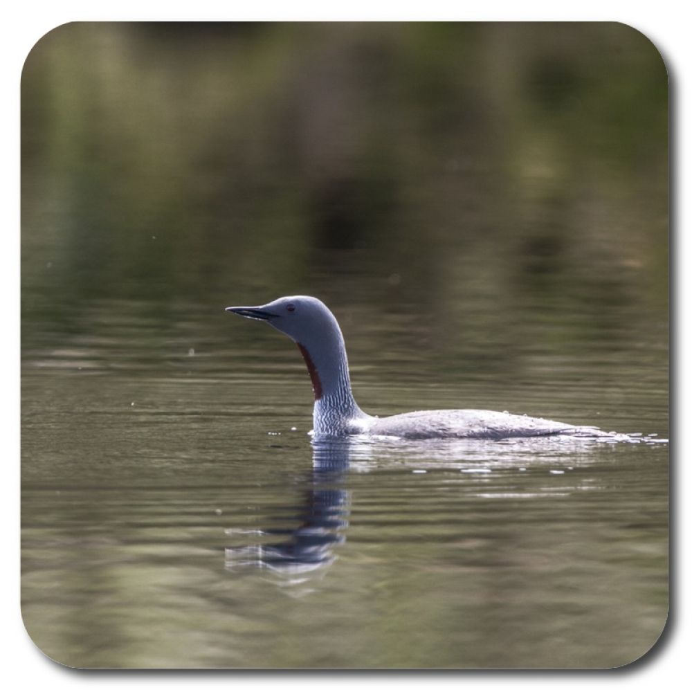 Red Throated Diver 1 10 x 10 MDF coaster for web.jpg