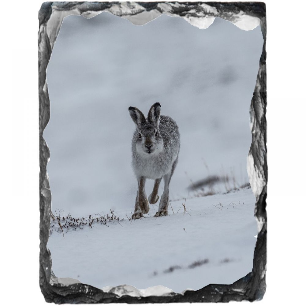 Mountain hare 1 15 x 20.jpg