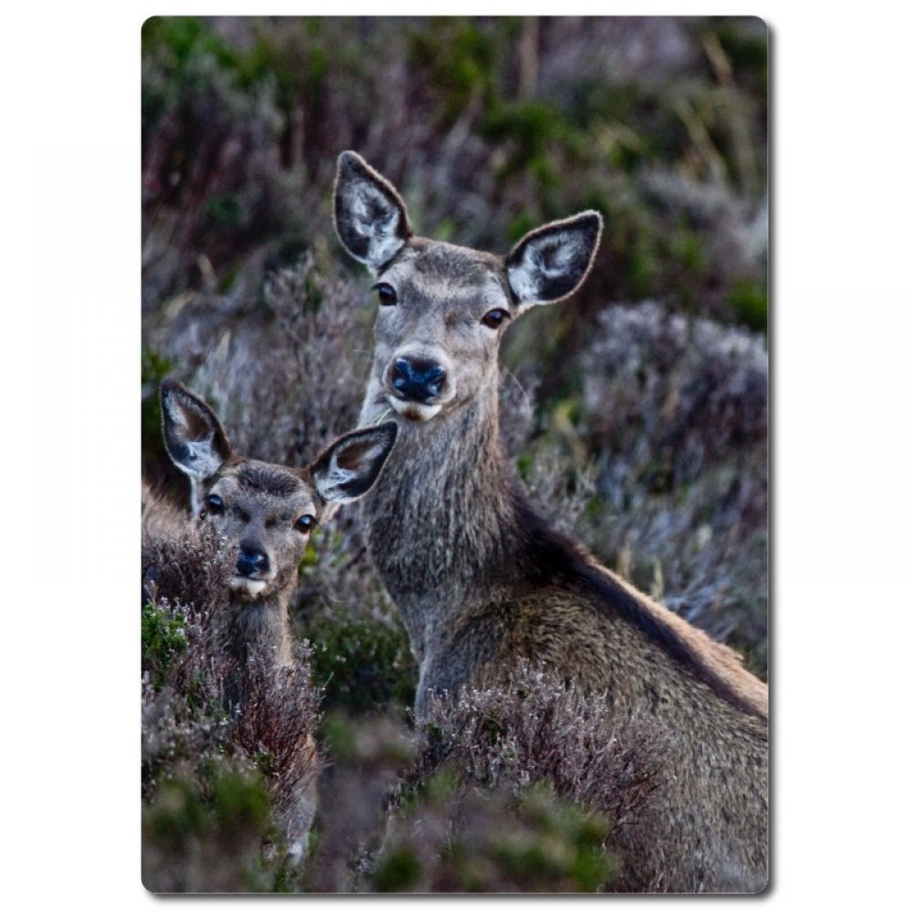 Hind and calf 1 aluminium.jpg