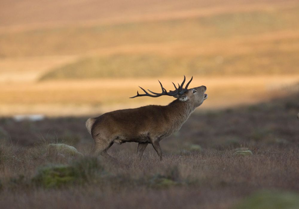 roaring-stag-large.jpg