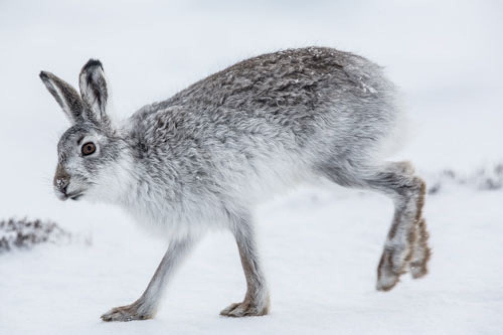 mountain-hare-bounding-large.jpg