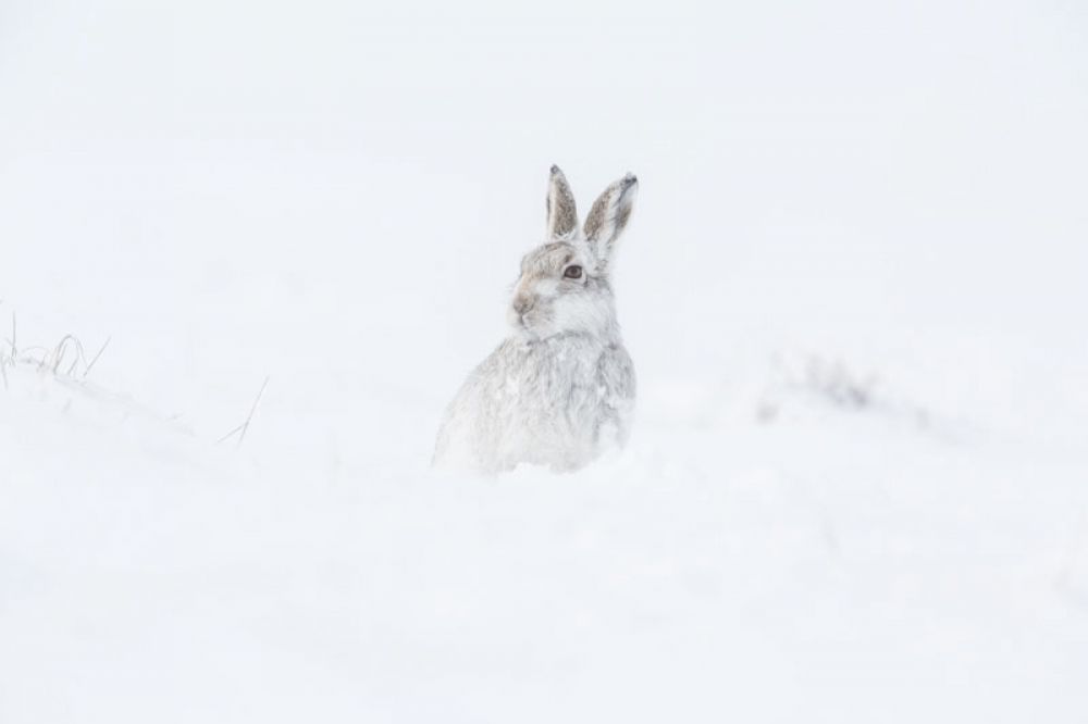 mountain-hare-two-feb-large.jpg