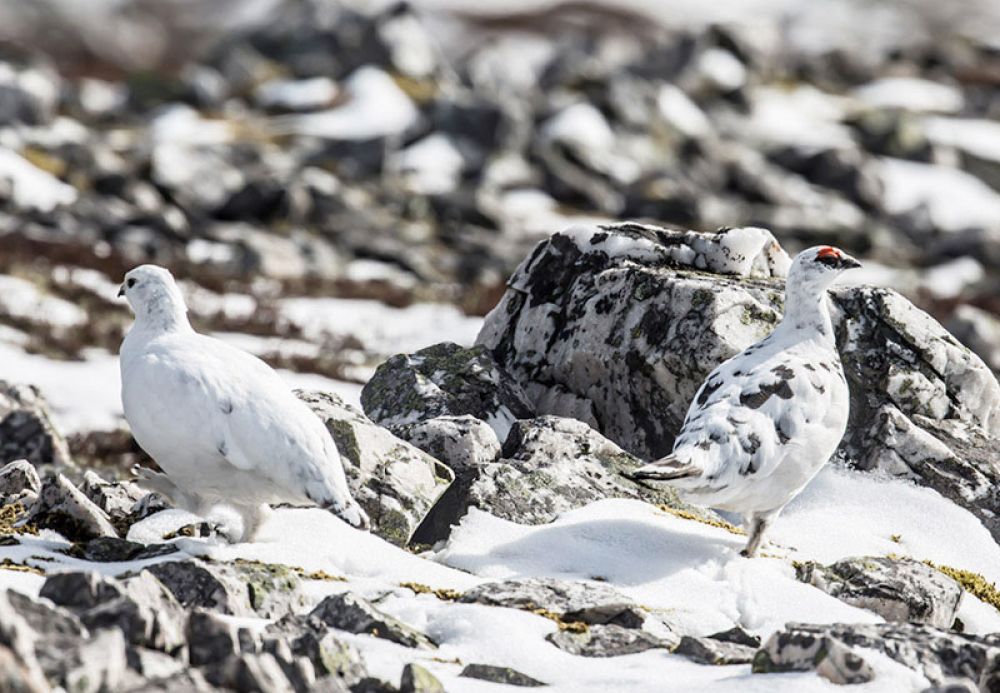 mr-mrs-ptarmigan-card-large.jpg