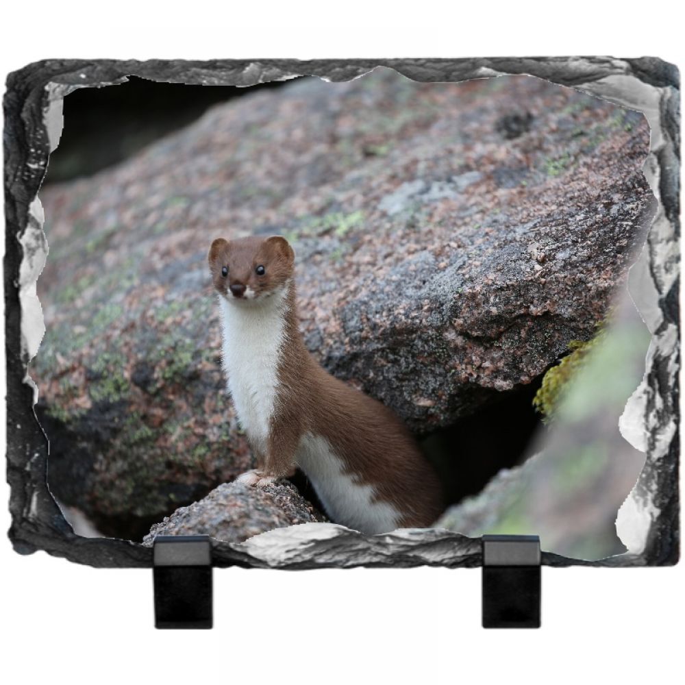 Stoat 1 20 x 15.jpg