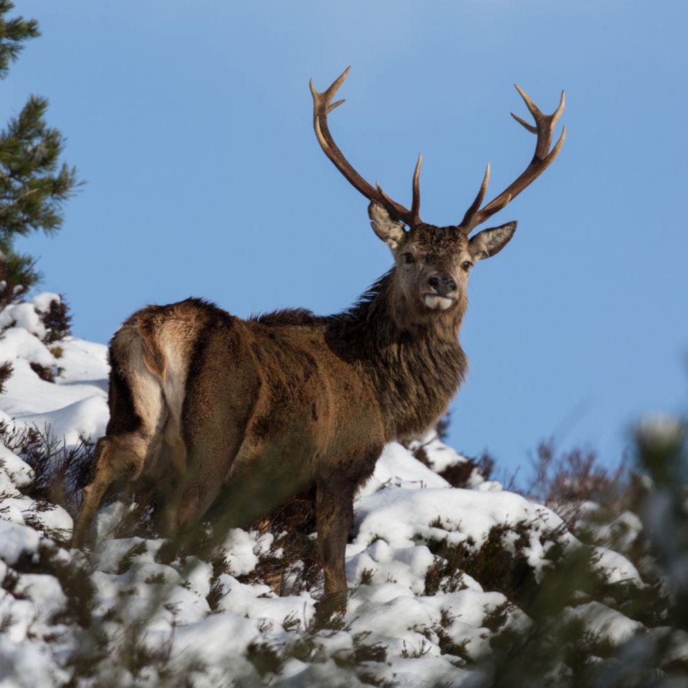 Red stag 3 10 x 10.jpg