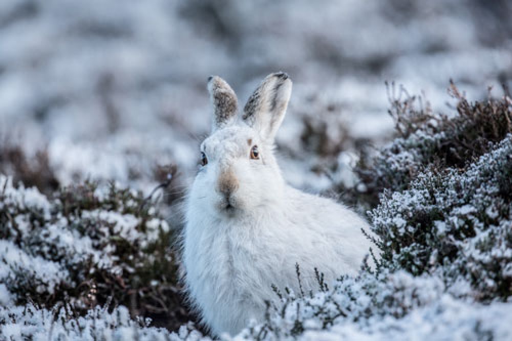 aloof-mountain-hare-large.jpg