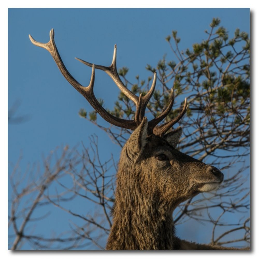 Red stag 27 10 x 10 mdf.jpg