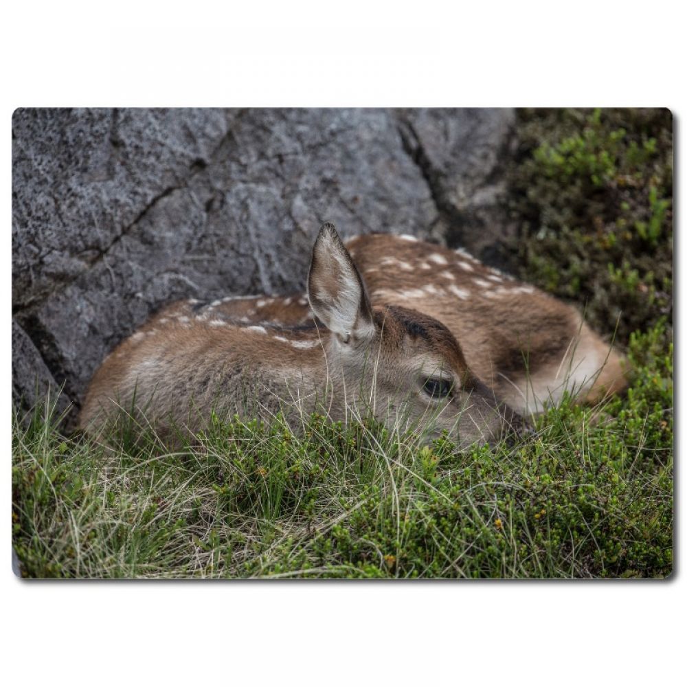 red deer calf aluminium.jpg