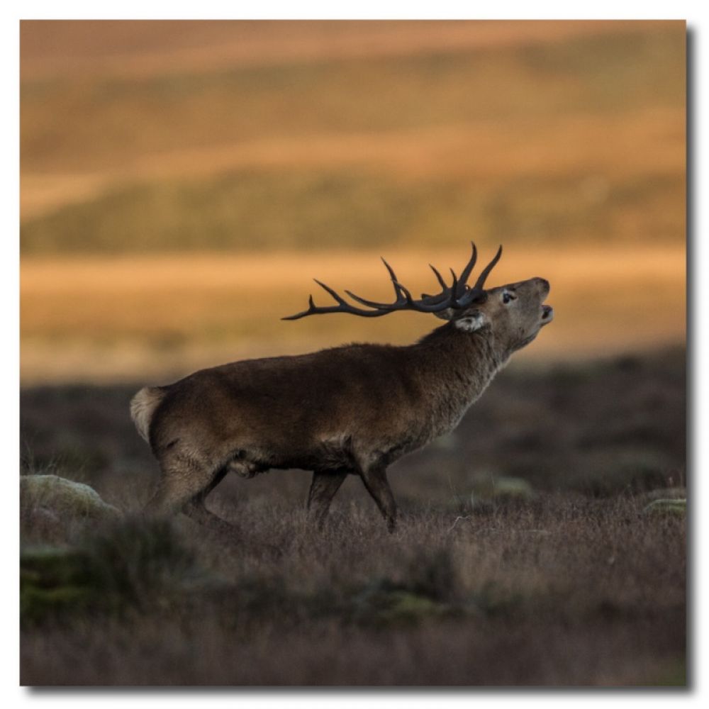 red stag 5 matt coaster.jpg