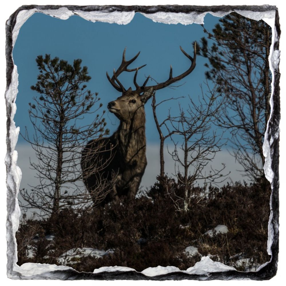 stag 34 9 x 9 coaster.jpg